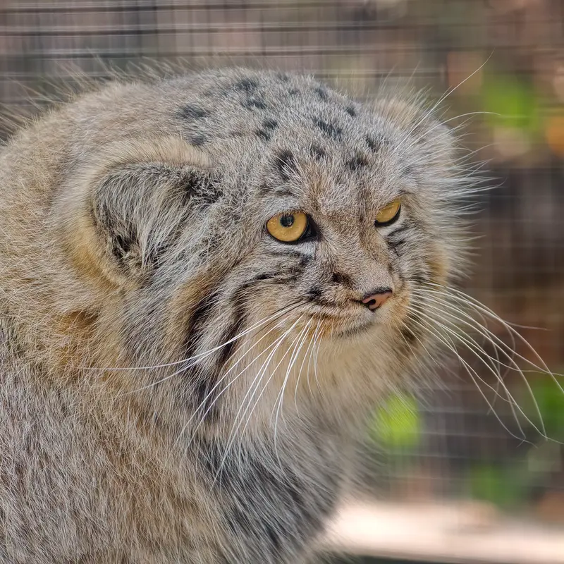 A photograph of Kitten of Alani b.2026 Ⅱ in Košice Zoo