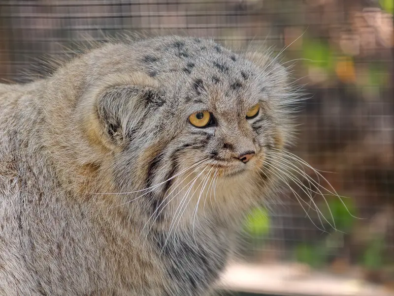 A photograph of Kitten of Alani b.2026 Ⅱ in Košice Zoo