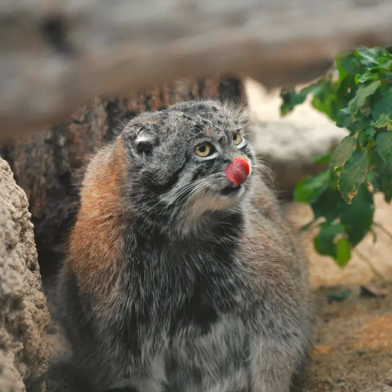 A photograph of Nar in Kobe Animal Kingdom