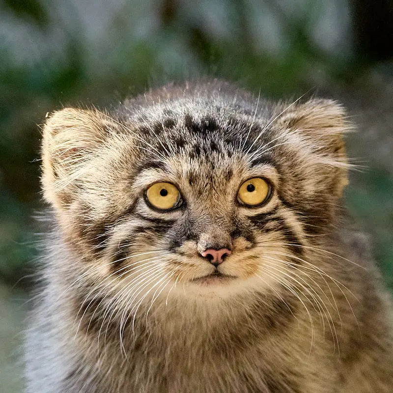 Kitten of Eve b.2026 Ⅲ the Pallas's cat from Novosibirsk Zoo