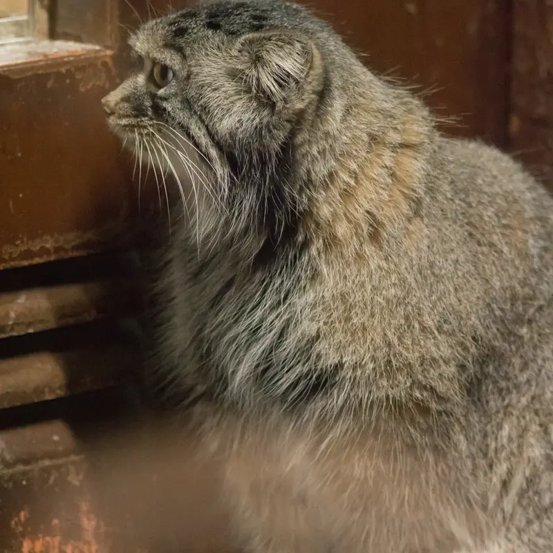 A photograph of Shafran in Ueno Zoological Gardens
