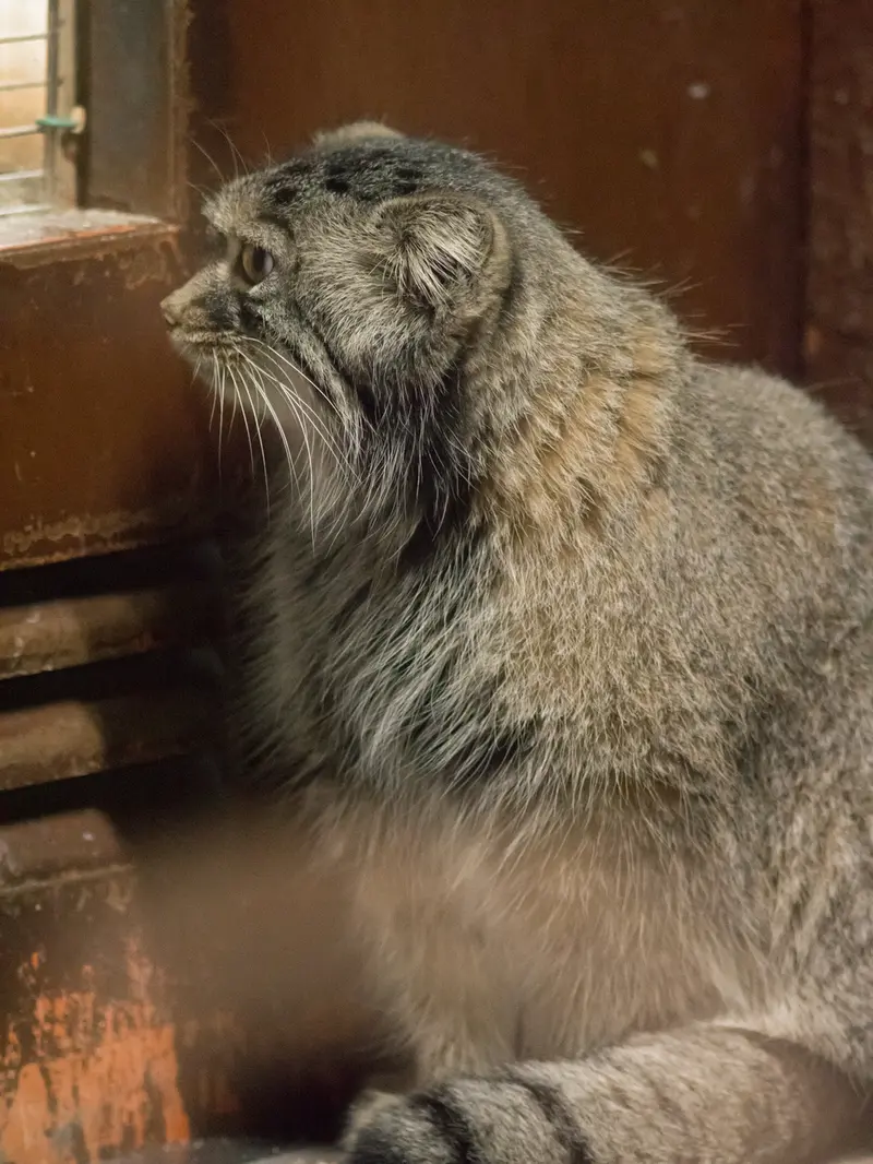A photograph of Shafran in Ueno Zoological Gardens