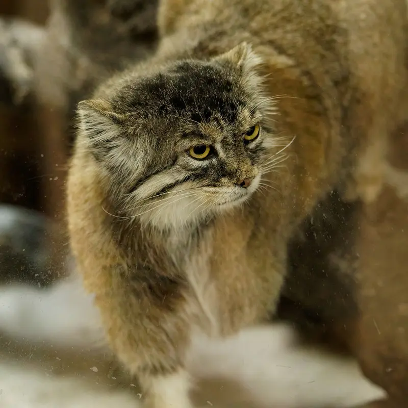 A photograph of Primula in Ueno Zoological Gardens