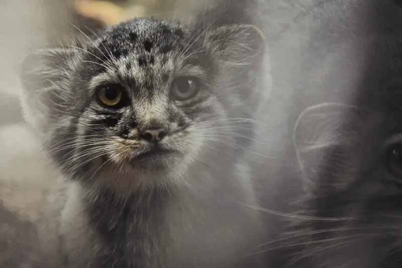 A photograph of a Pallas's cat in Budapest Zoo & Botanical Garden