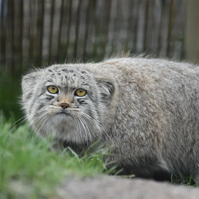 A photograph of a Pallas's cat in The Lakeland Wildlife Oasis