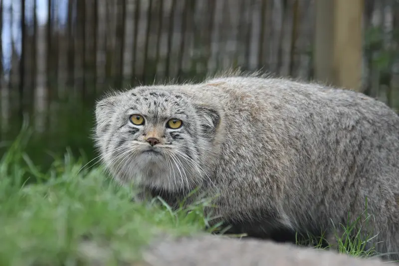 A photograph of a Pallas's cat in The Lakeland Wildlife Oasis