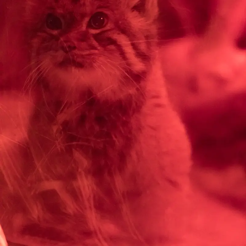 A photograph of Naim in Ueno Zoological Gardens