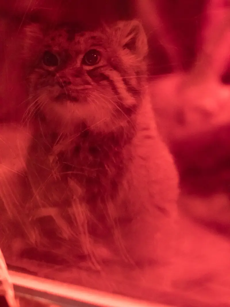 A photograph of Naim in Ueno Zoological Gardens