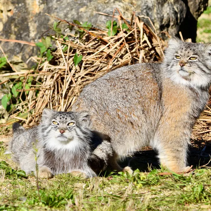 A photograph of Namuu in Port Lympne Wild Animal Park
