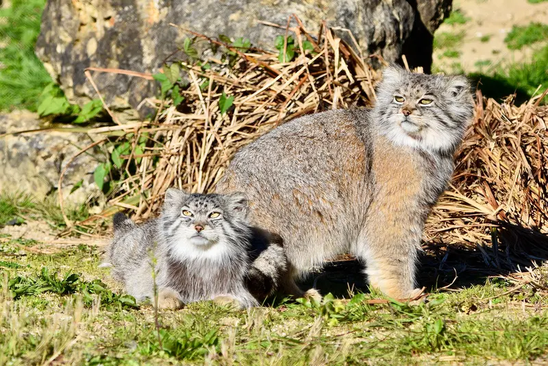 A photograph of Namuu in Port Lympne Wild Animal Park