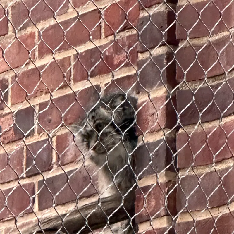 A photograph of a Pallas&#039;s cat in Prospect Park Zoo
