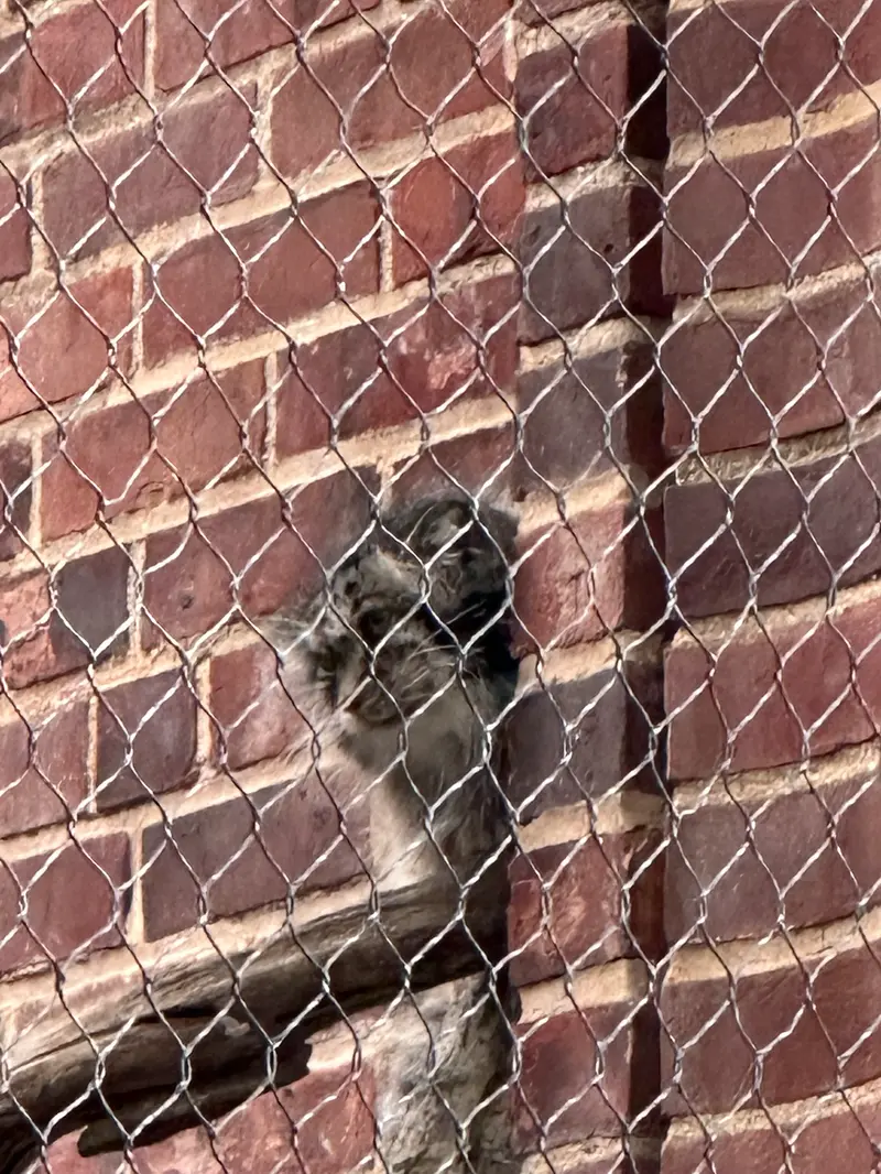A photograph of a Pallas&#039;s cat in Prospect Park Zoo