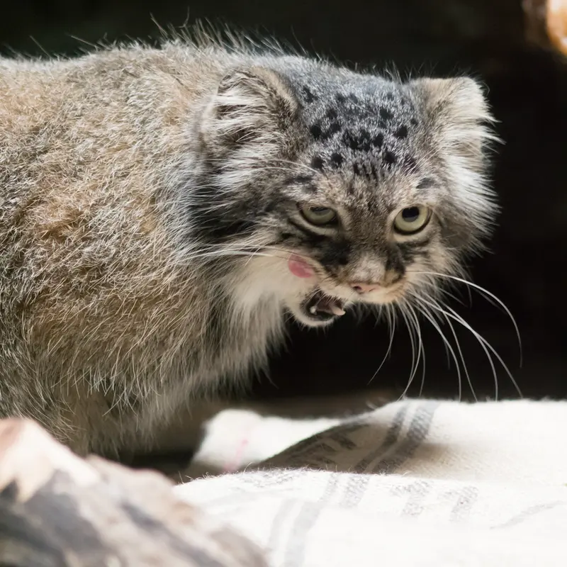 A photograph of Shafran in Ueno Zoological Gardens