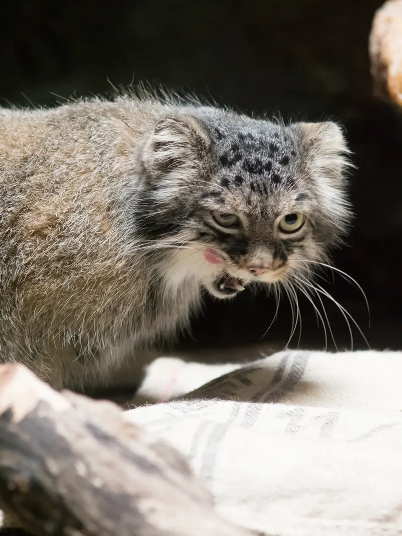 A photograph of Shafran in Ueno Zoological Gardens