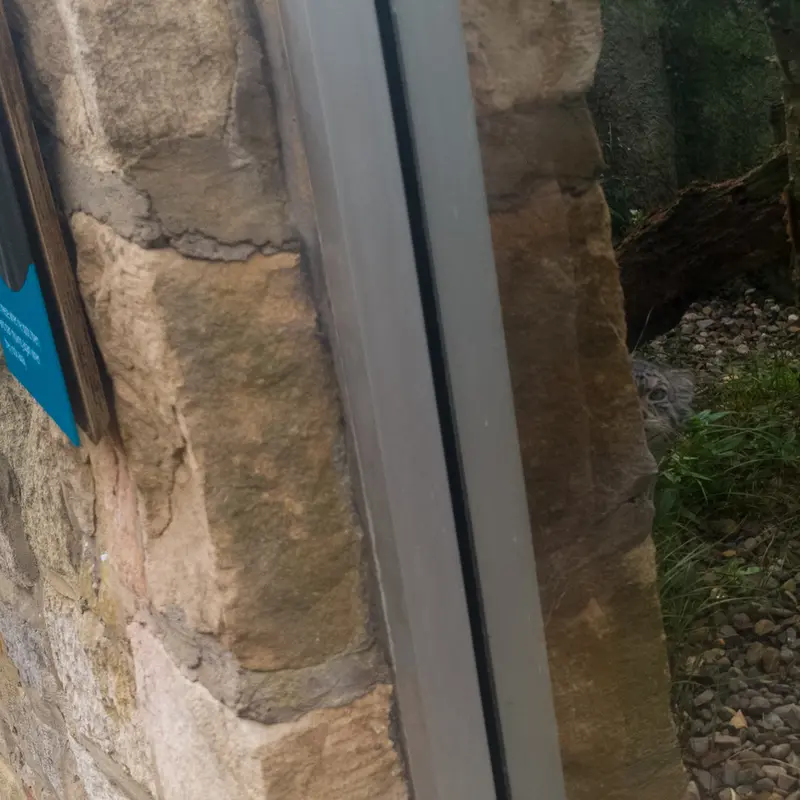 A photograph of Akiko in Edinburgh Zoo