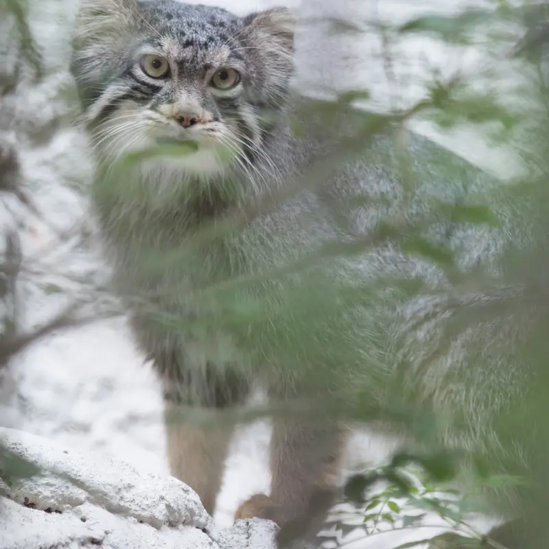 A photograph of Figa in Nogeyama Zoo