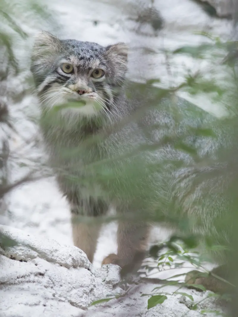 A photograph of Figa in Nogeyama Zoo