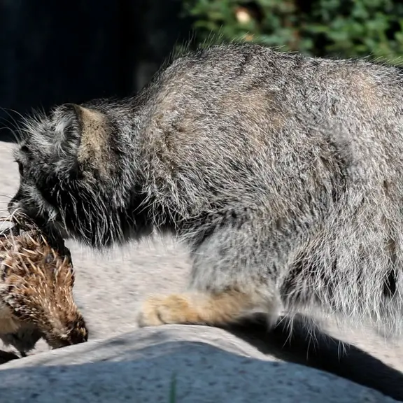 A photograph of a Pallas's cat in Moscow zoo