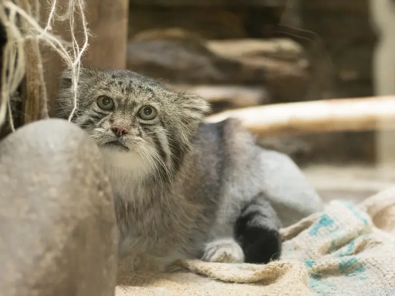 A photograph of Klyon in Ueno Zoological Gardens