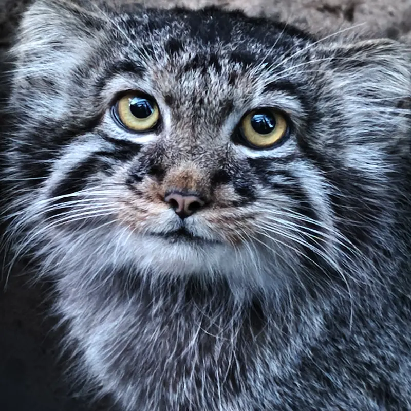 A photograph of a Pallas's cat in Novosibirsk Zoo