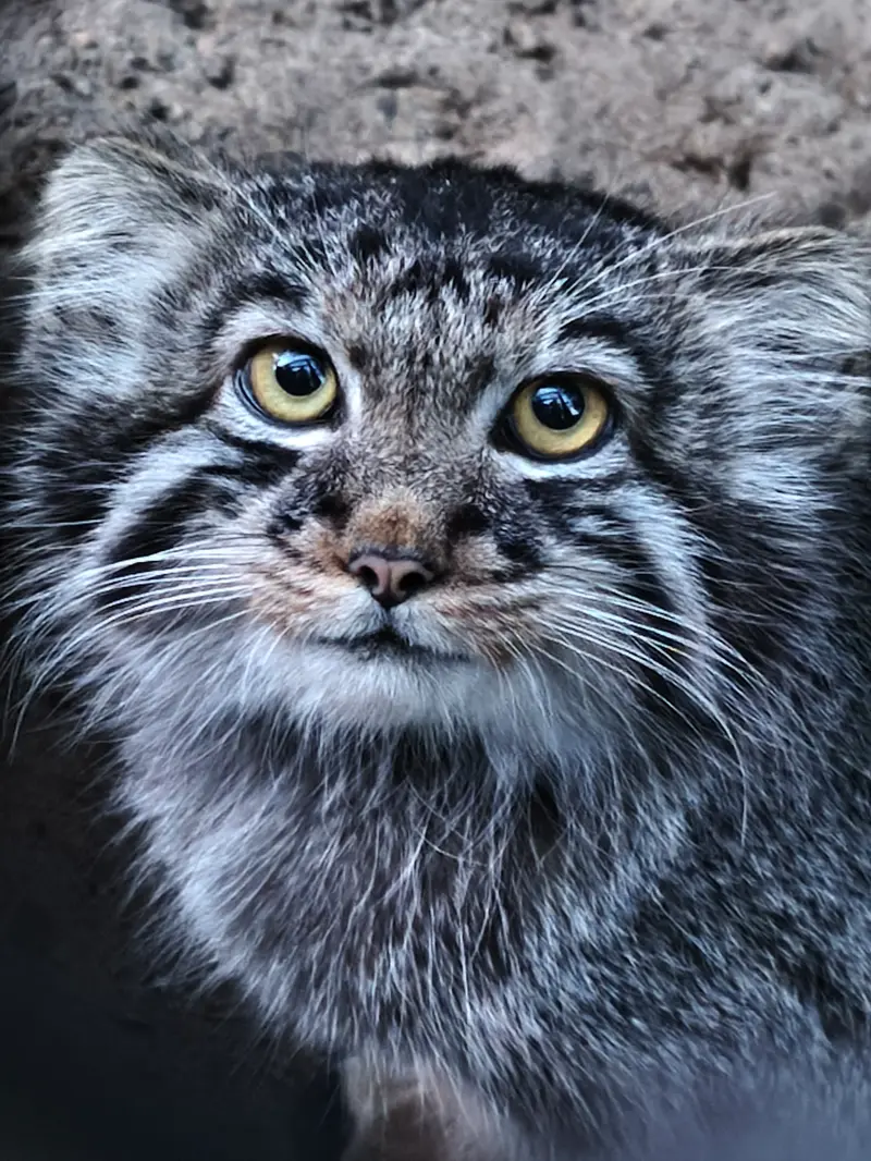 A photograph of a Pallas's cat in Novosibirsk Zoo
