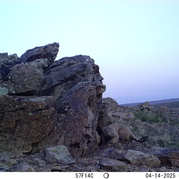 A photograph of Otocolobus manul manul from Karashoky camera trap