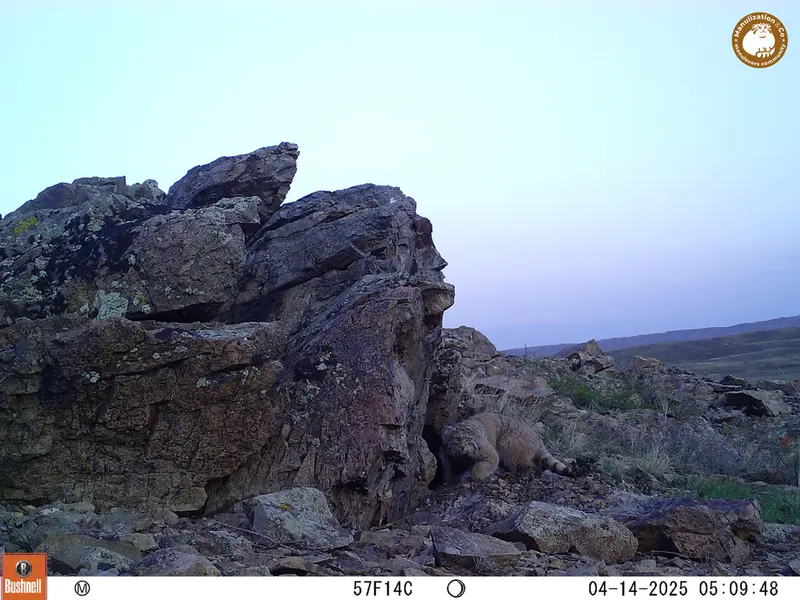 A photograph of Otocolobus manul manul from Karashoky camera trap