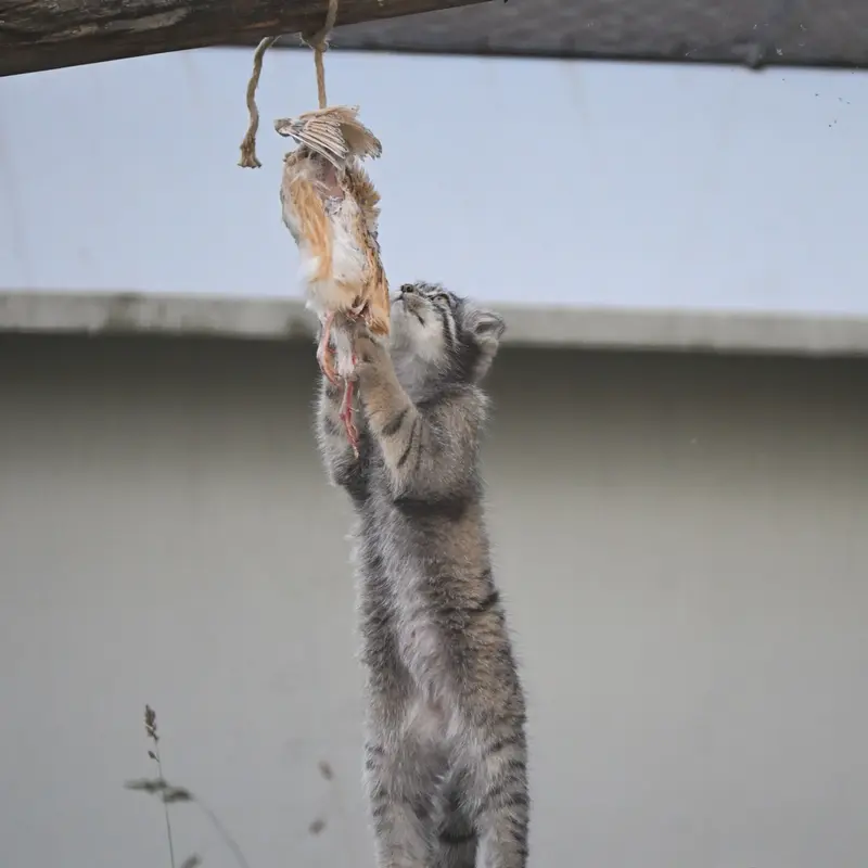 A photograph of Sten in Korkeasaari Zoo