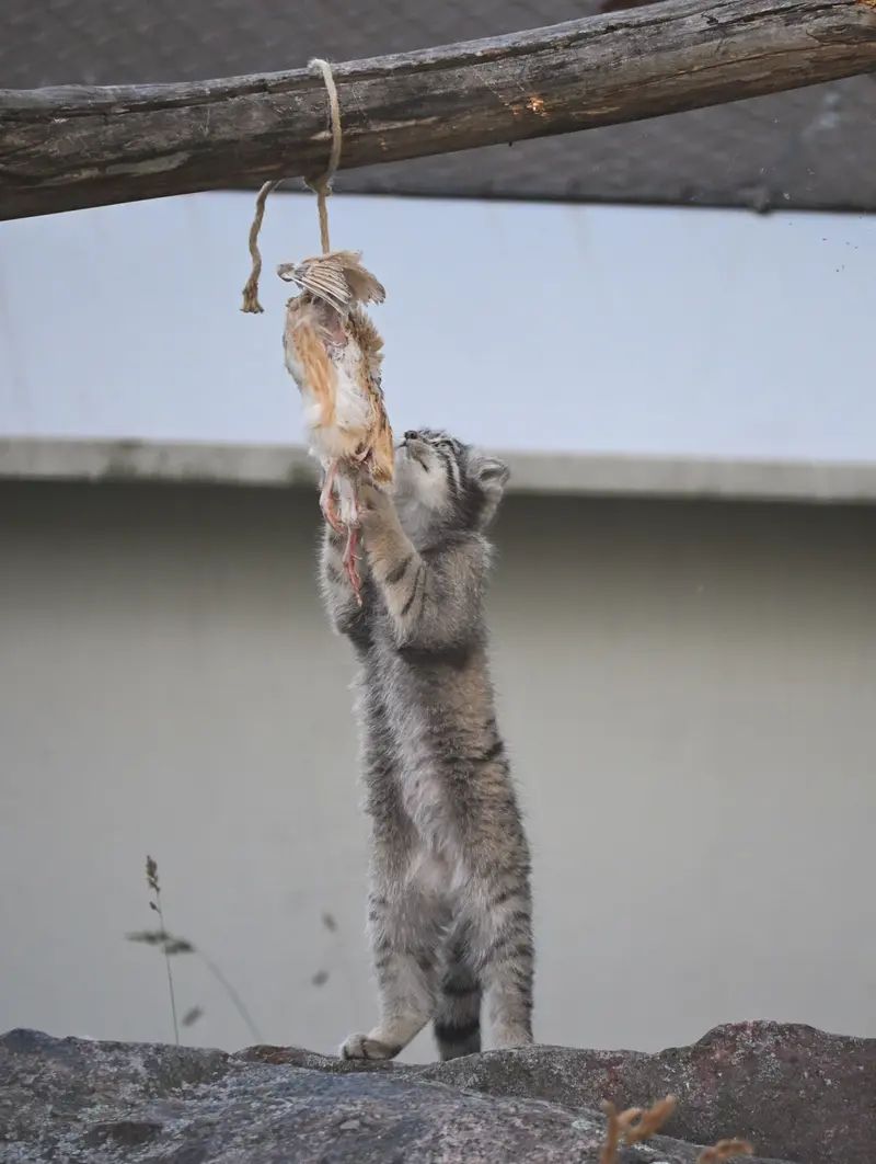 A photograph of Sten in Korkeasaari Zoo