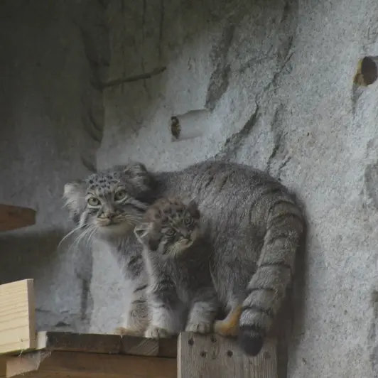 A photograph of Darlay in Moscow zoo