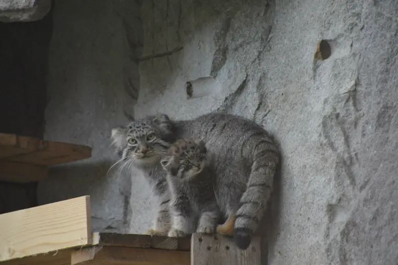 A photograph of Varvara and Darlay in Moscow zoo