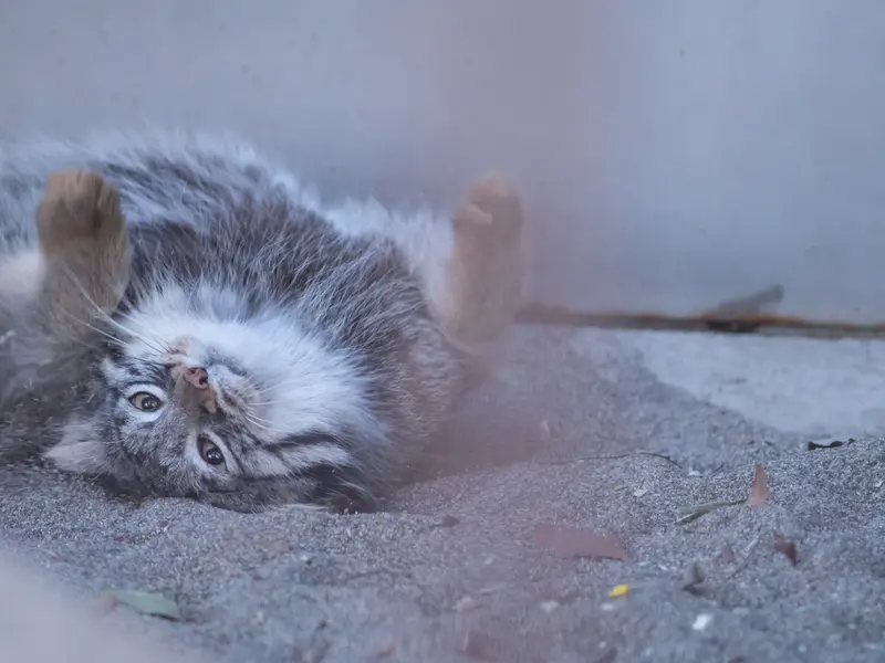 A photograph of Figa in Nogeyama Zoo