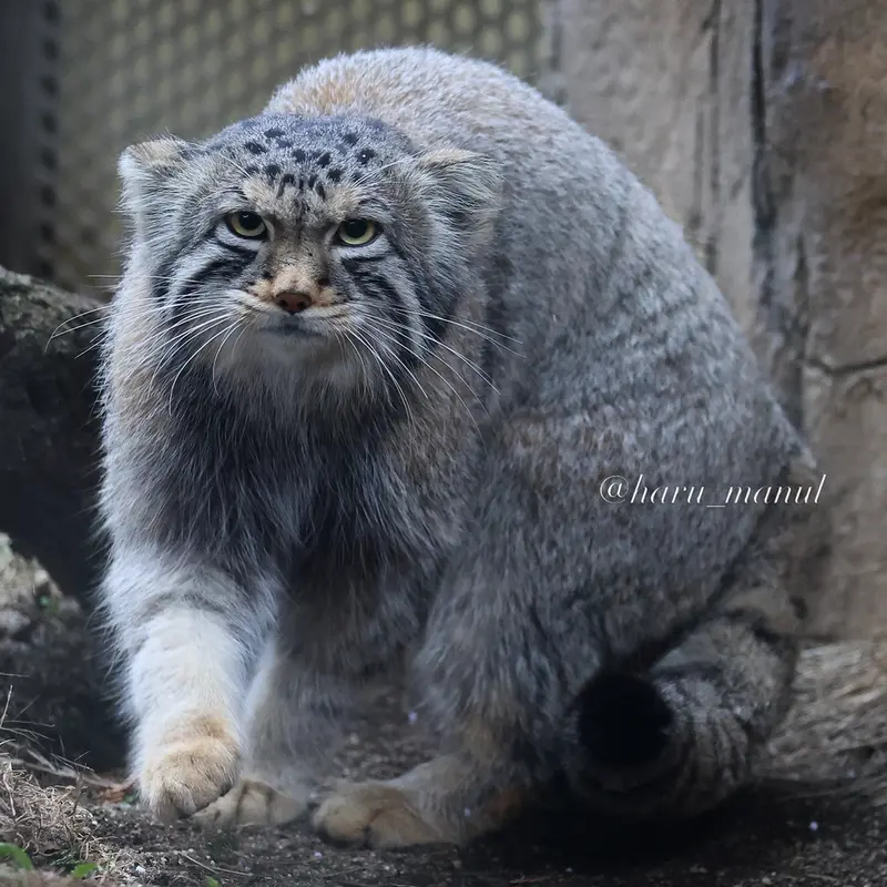 A photograph of Nagomu in Nasu Animal Kingdom