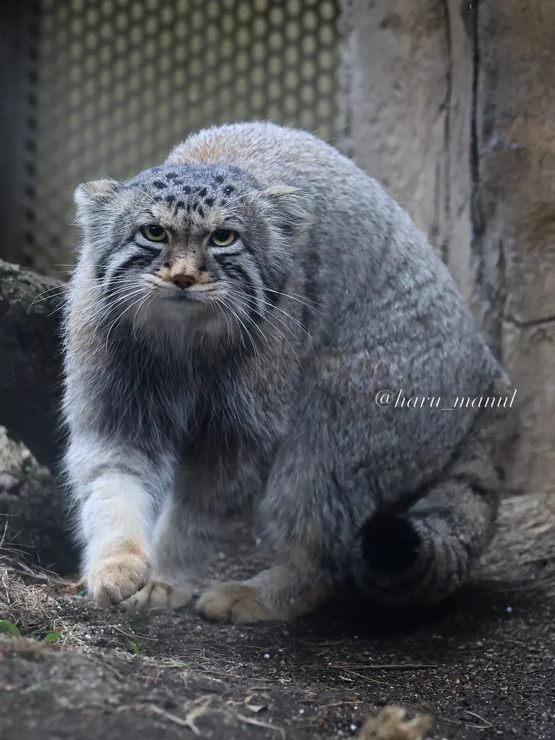 A photograph of Nagomu in Nasu Animal Kingdom