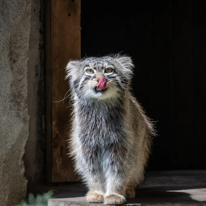 A photograph of a Pallas's cat