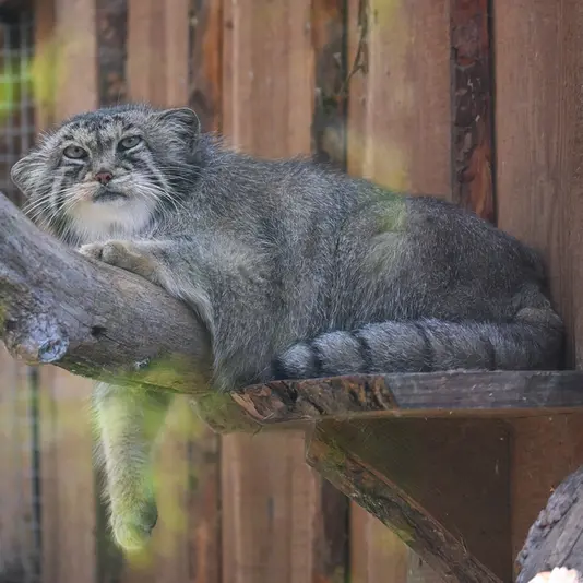 A photograph of Altani in Tallinn Zoo
