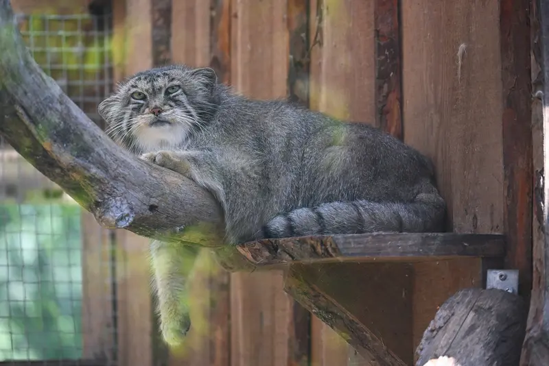 A photograph of Altani in Tallinn Zoo