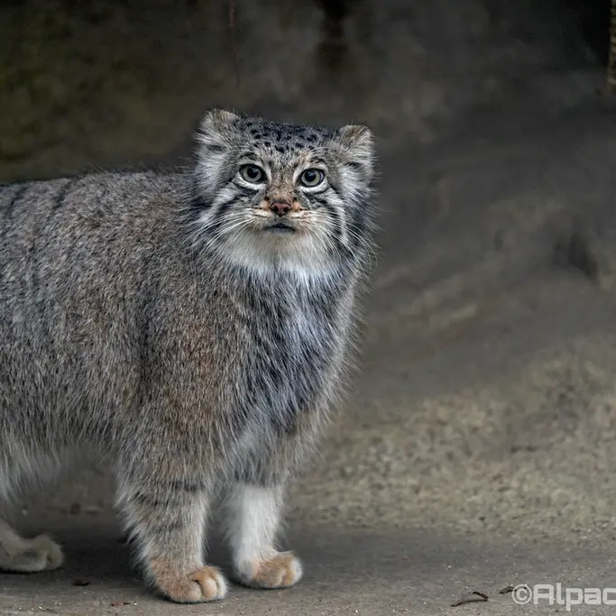 A photograph of Az in Kobe Animal Kingdom