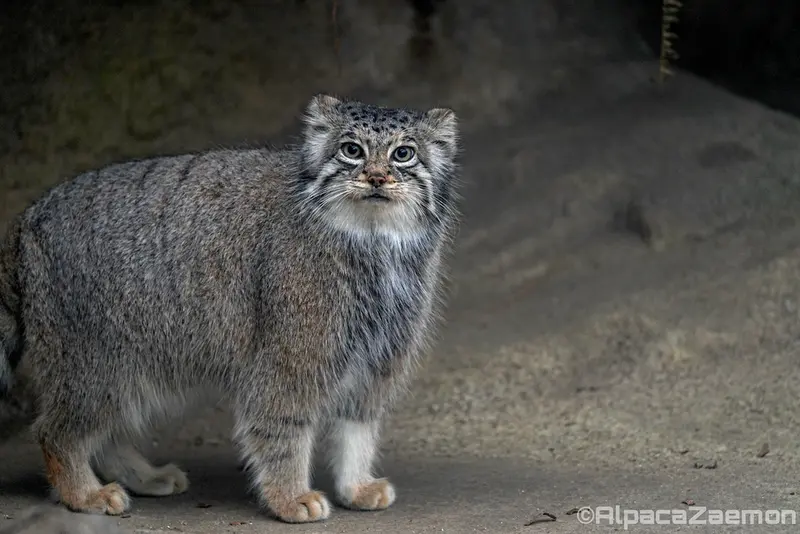 A photograph of Az in Kobe Animal Kingdom