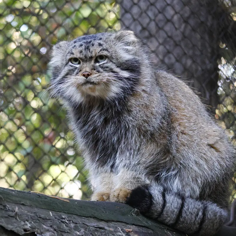 A photograph of George in Novosibirsk Zoo