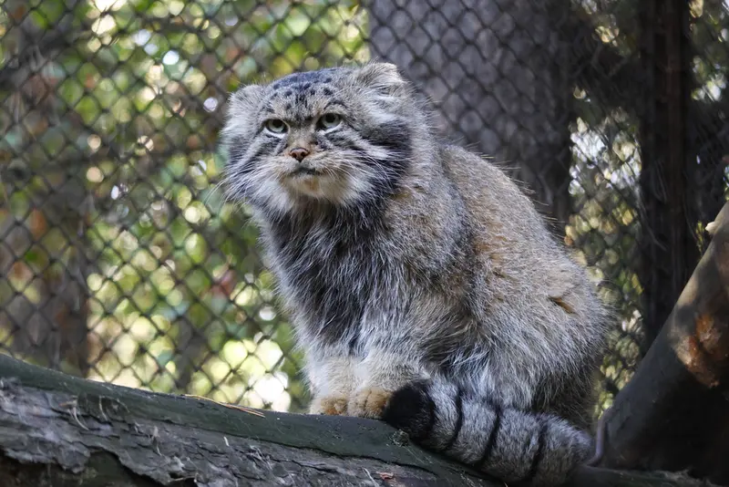 A photograph of George in Novosibirsk Zoo