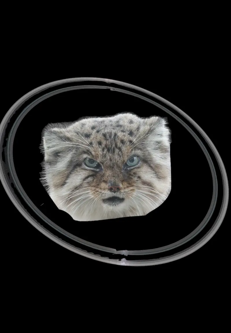 A photograph of a Pallas's cat
