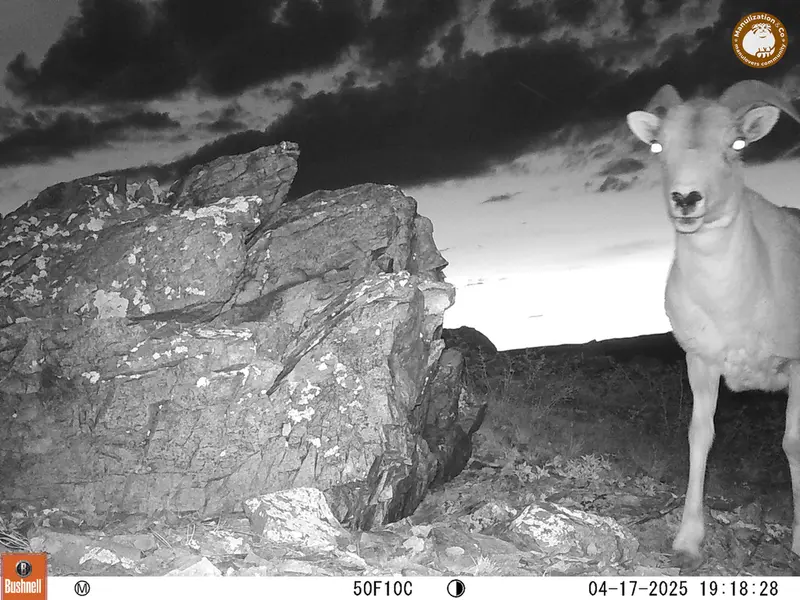A photograph of Argali from Karashoky camera trap