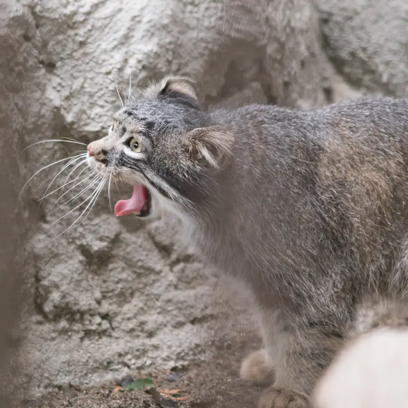 A photograph of Figa in Nogeyama Zoo