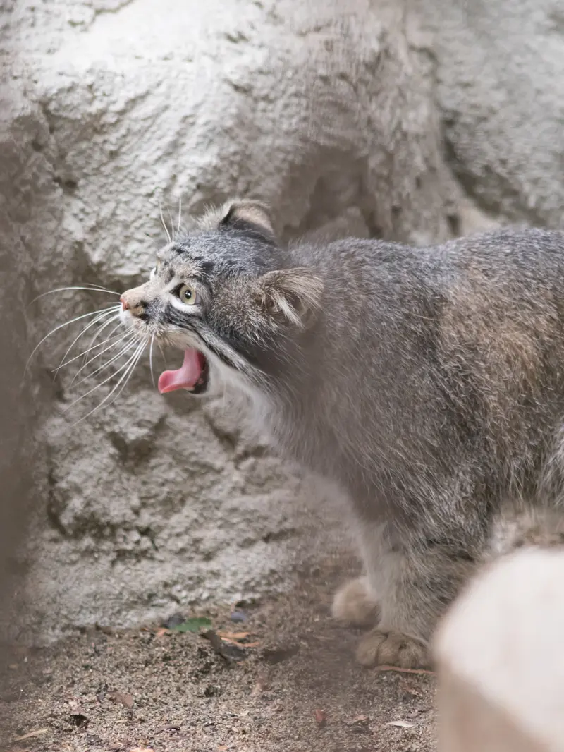 A photograph of Figa in Nogeyama Zoo