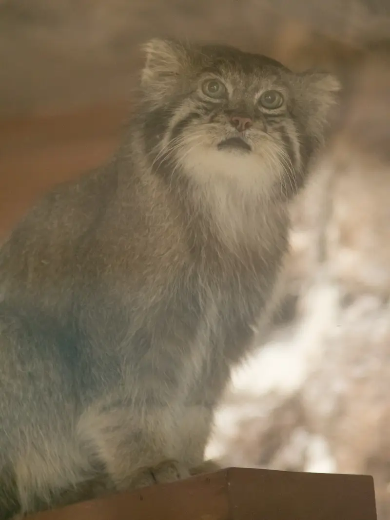 A photograph of Klyon in Ueno Zoological Gardens