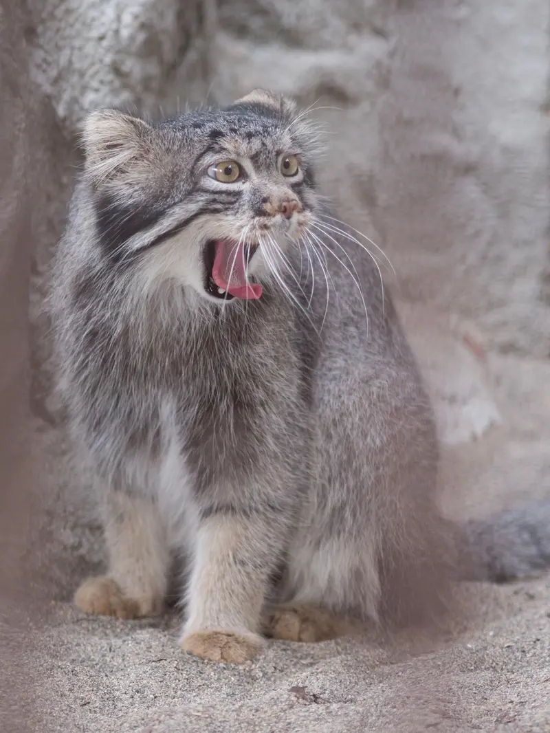 A photograph of Figa in Nogeyama Zoo