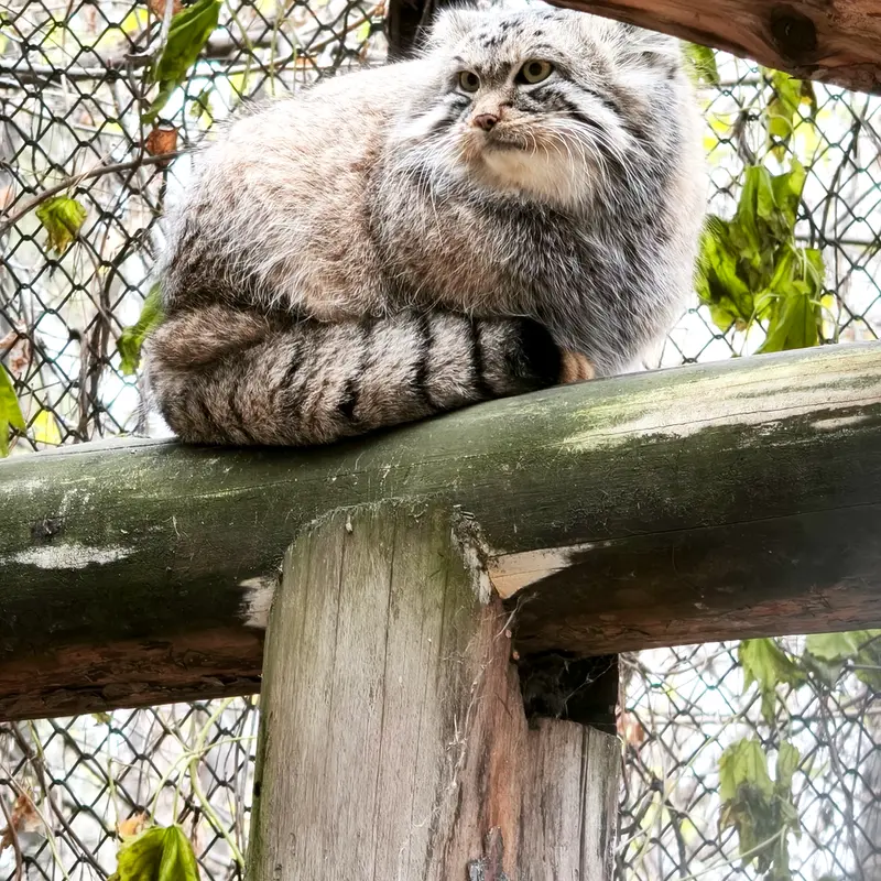 A photograph of Ruf in Novosibirsk Zoo