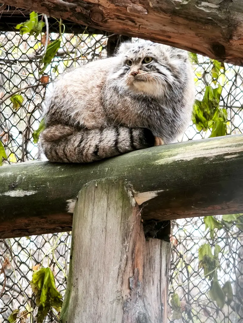 A photograph of Ruf in Novosibirsk Zoo
