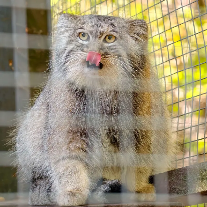A photograph of Aysen in Košice Zoo